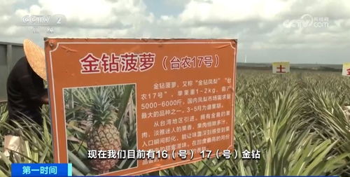 菠蘿之鄉(xiāng) 徐聞麥秸畫與深加工產品的藝術與產業(yè)融合